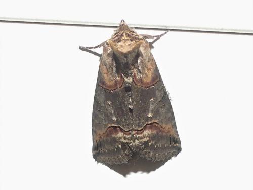 Abrostola triplasia